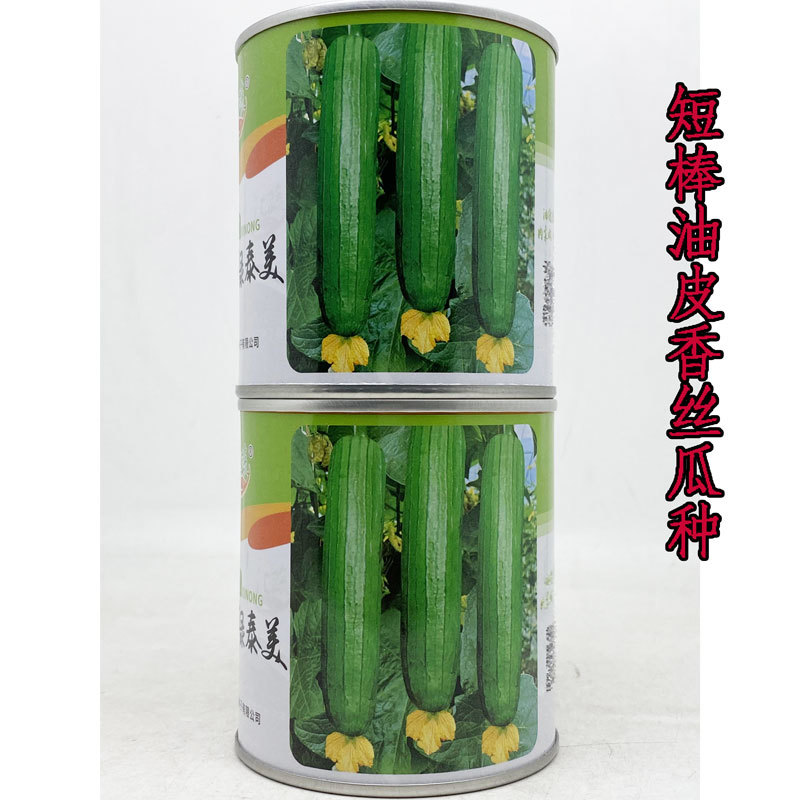 短棒油皮丝瓜香丝瓜种子高产耐热油亮水瓜种子白籽