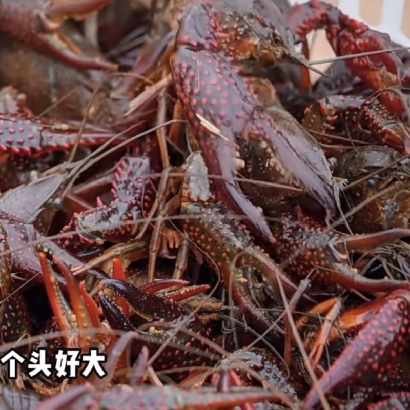 品质小龙虾，供应餐饮烧烤大排档欢迎订购欢迎来电咨询
