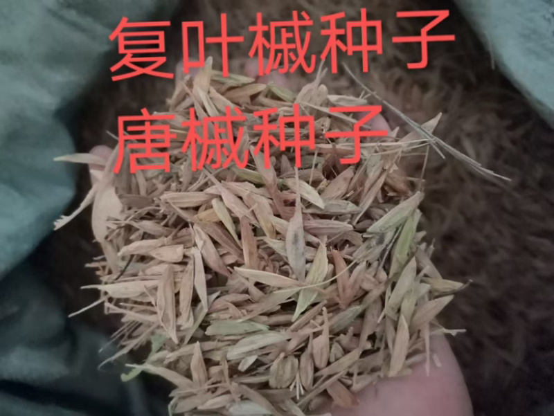 复叶槭种子唐槭种子四季景观行道庭院护坡