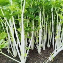 绵蔬全嫩实芹菜种子白杆实心香芹脆芹菜籽大叶耐热耐寒