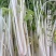 绵蔬全嫩实芹菜种子白杆实心香芹脆芹菜籽大叶耐热耐寒