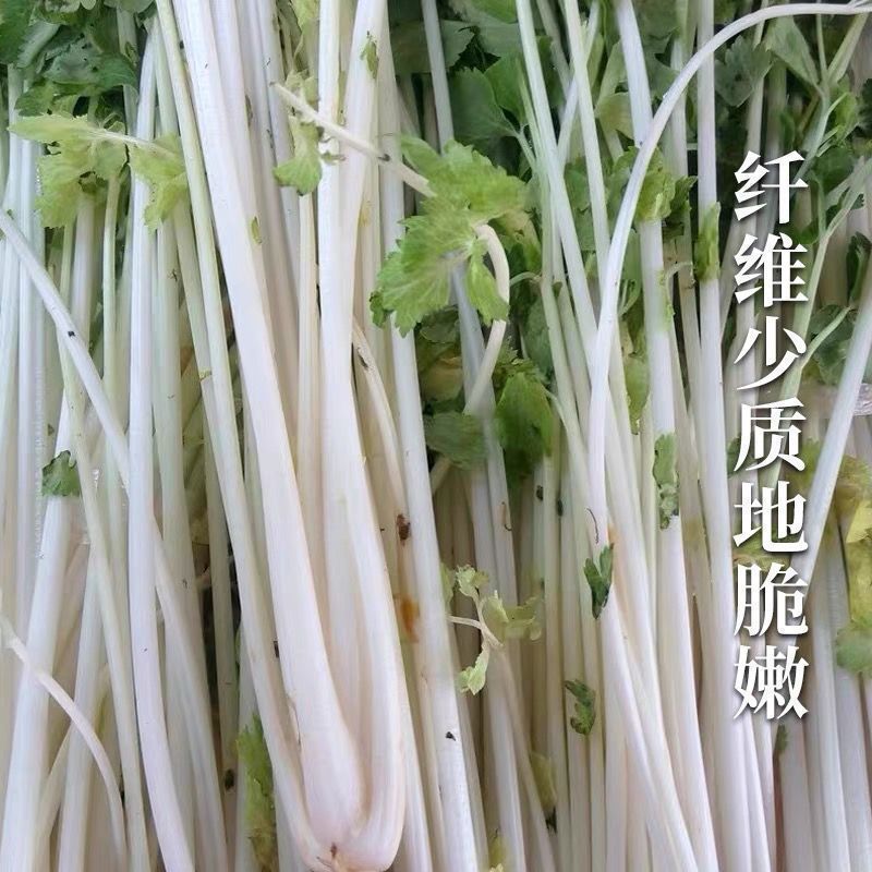 绵蔬全嫩实芹菜种子白杆实心香芹脆芹菜籽大叶耐热耐寒