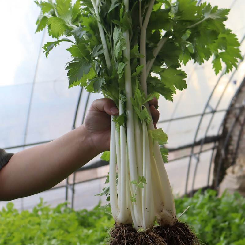 绵蔬全嫩实芹菜种子白杆实心香芹脆芹菜籽大叶耐热耐寒