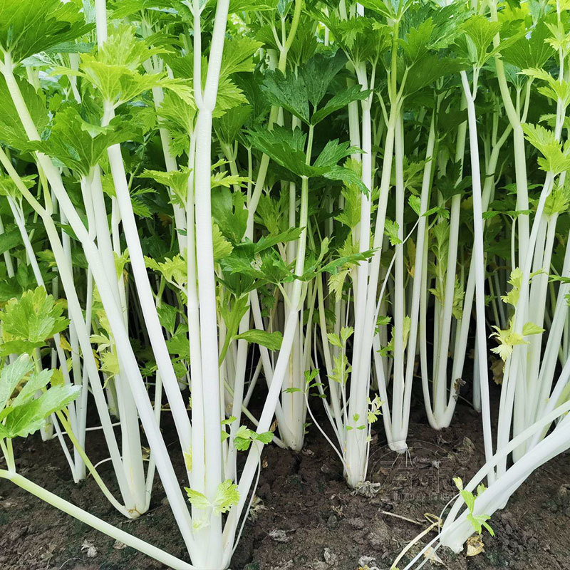 绵蔬全嫩实芹菜种子白杆实心香芹脆芹菜籽大叶耐热耐寒