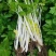 绵蔬全嫩实芹菜种子白杆实心香芹脆芹菜籽大叶耐热耐寒