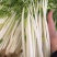绵蔬全嫩实芹菜种子白杆实心香芹脆芹菜籽大叶耐热耐寒