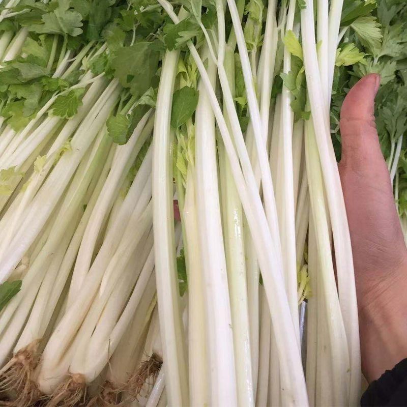 绵蔬全嫩实芹菜种子白杆实心香芹脆芹菜籽大叶耐热耐寒