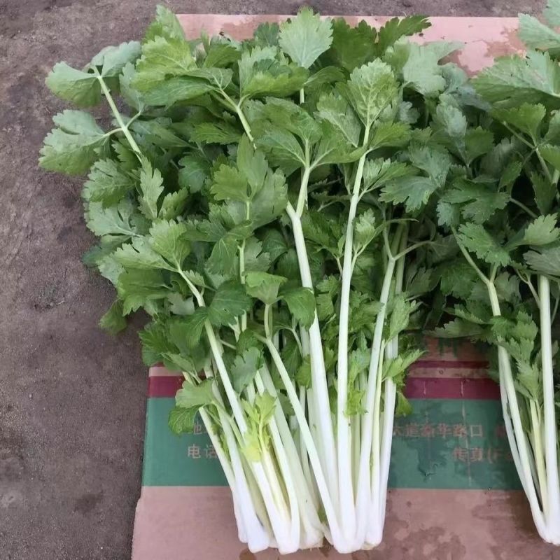绵蔬全嫩实芹菜种子白杆实心香芹脆芹菜籽大叶耐热耐寒