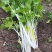 绵蔬全嫩实芹菜种子白杆实心香芹脆芹菜籽大叶耐热耐寒