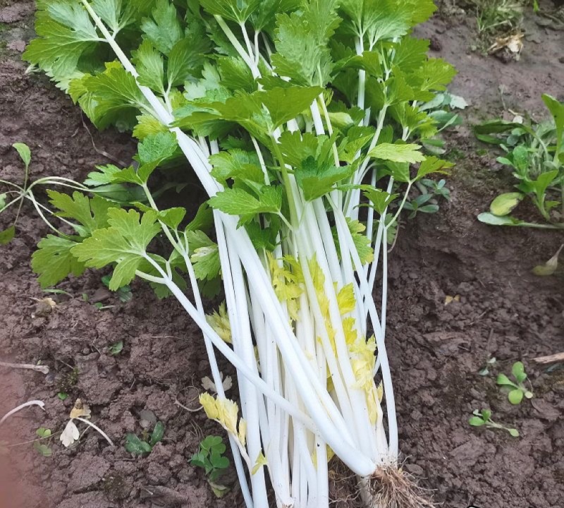 绵蔬全嫩实芹菜种子白杆实心香芹脆芹菜籽大叶耐热耐寒