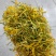 山银花四川山银花直条花五彩花各种规格