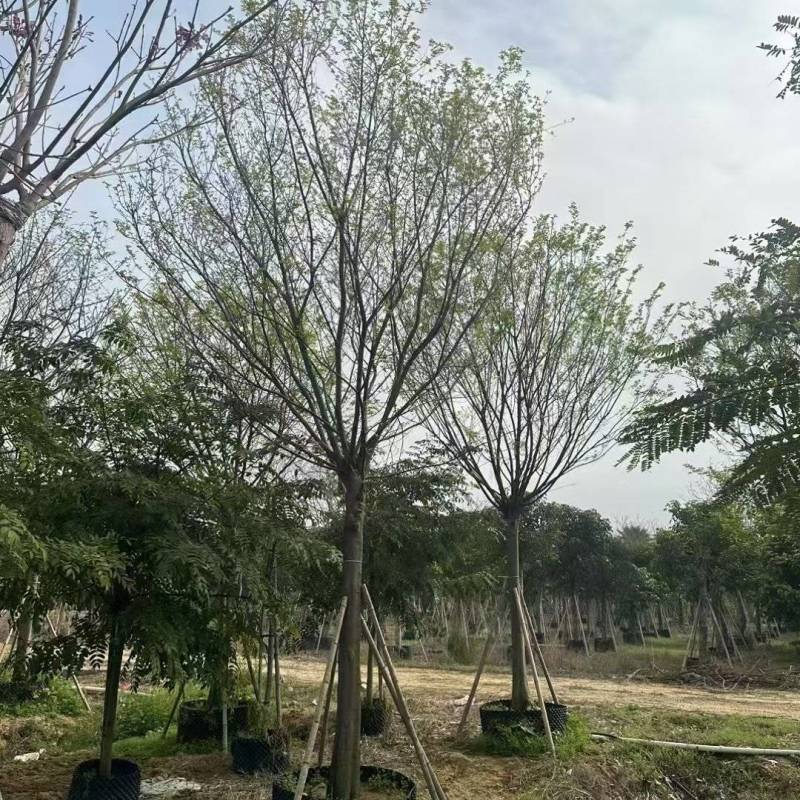 大量出售朴树各种10-80公分规格齐全