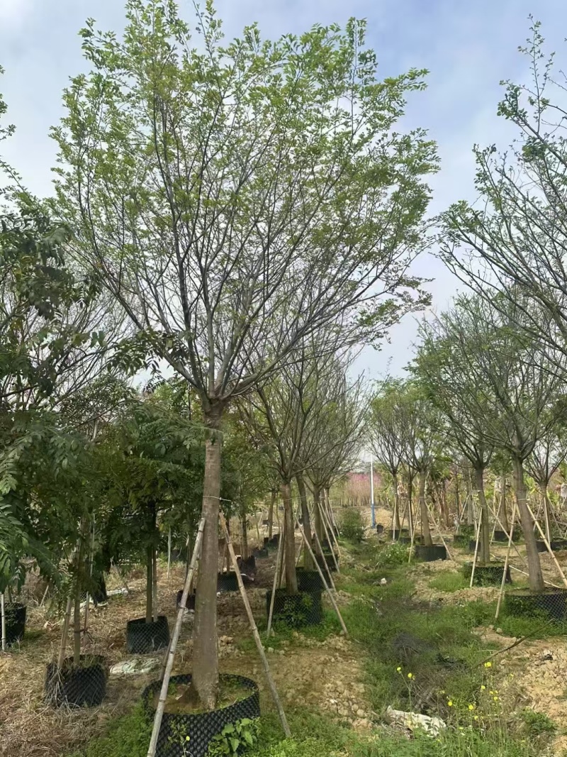 大量出售朴树各种10-80公分规格齐全