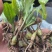 出售紫花宽叶毛慈菇种苗价格合理质量保证