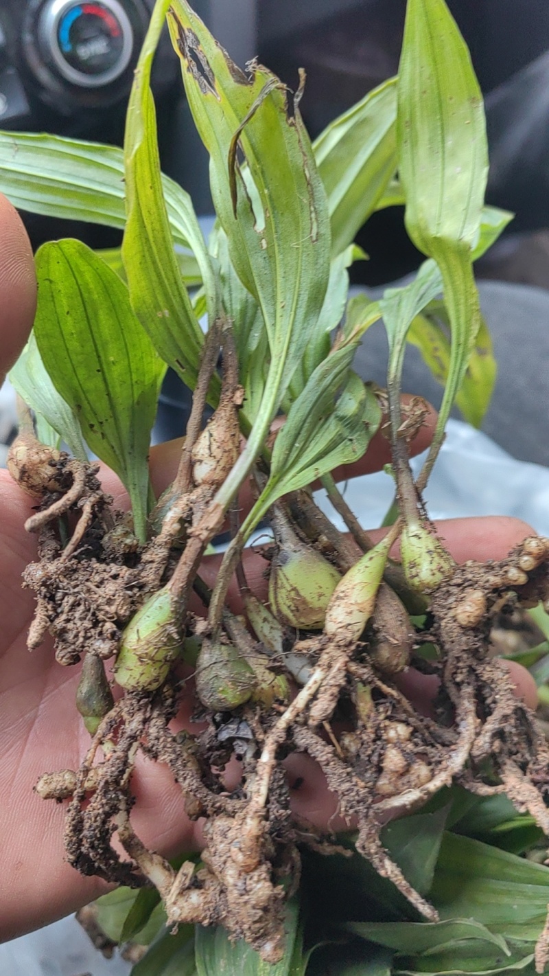 出售紫花宽叶毛慈菇种苗价格合理质量保证