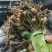 出售紫花宽叶毛慈菇种苗价格合理质量保证