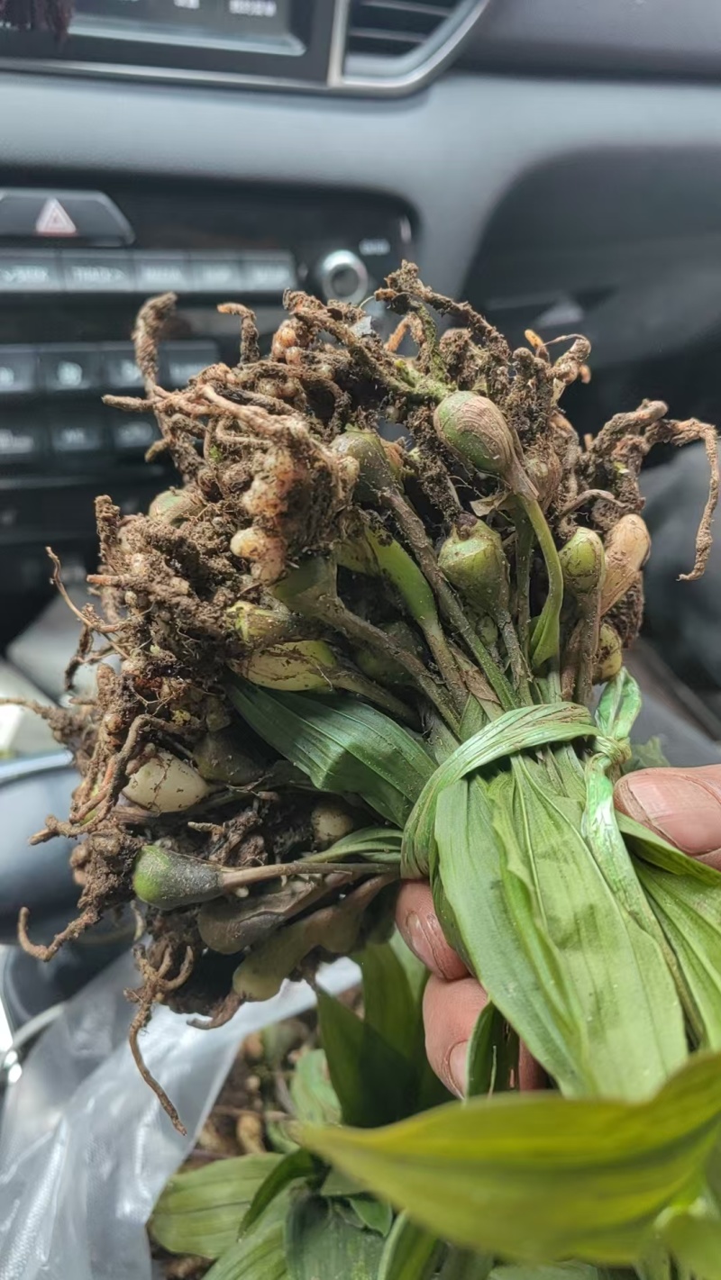 出售紫花宽叶毛慈菇种苗价格合理质量保证