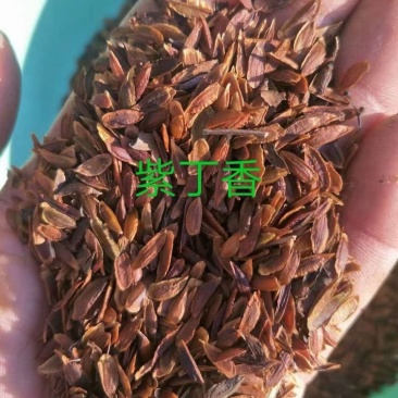 紫丁香种子多年生庭院阳台