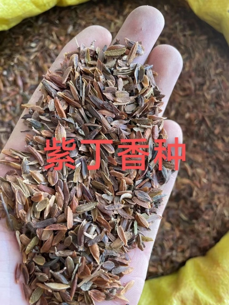紫丁香种子多年生庭院阳台