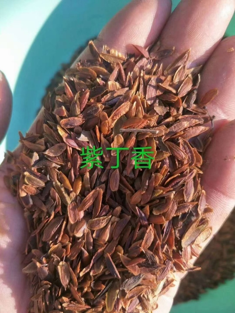 紫丁香种子多年生庭院阳台