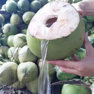海南精品椰子，产地一手货源，品质保证，全国发货，可视频看