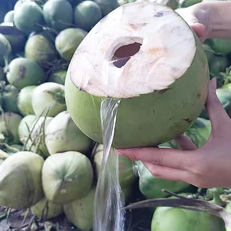 海南精品椰子，产地一手货源，品质保证，全国发货，可视频看