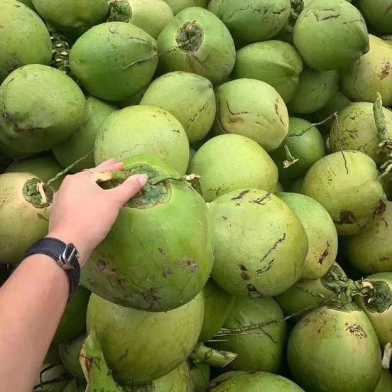 海南精品椰子，产地一手货源，品质保证，全国发货，可视频看