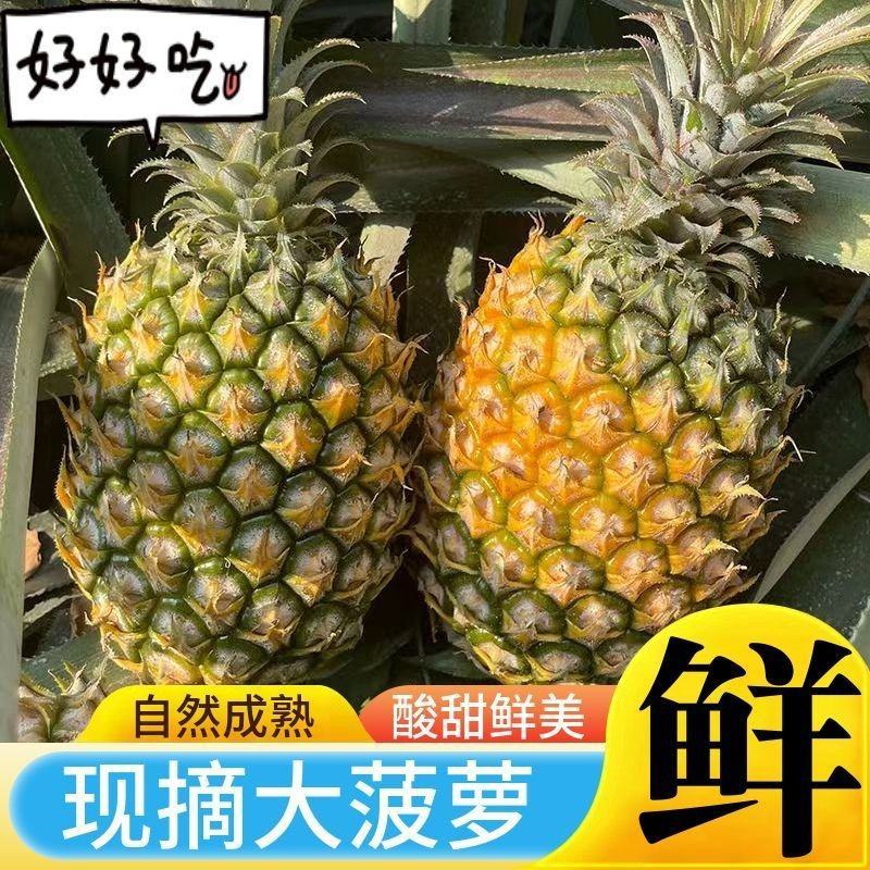 海南菠萝，产地直发，保质保量，可对接电商超市等，诚信经营