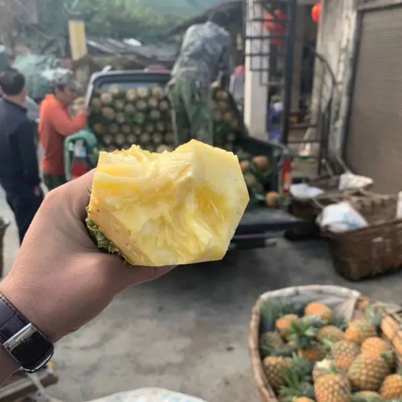 海南菠萝，产地直发，保质保量，可对接电商超市等，诚信经营