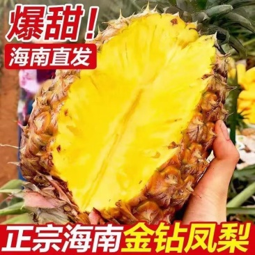 精品菠萝金钻凤梨大量上市，价格优惠，品质保证，欢迎来电