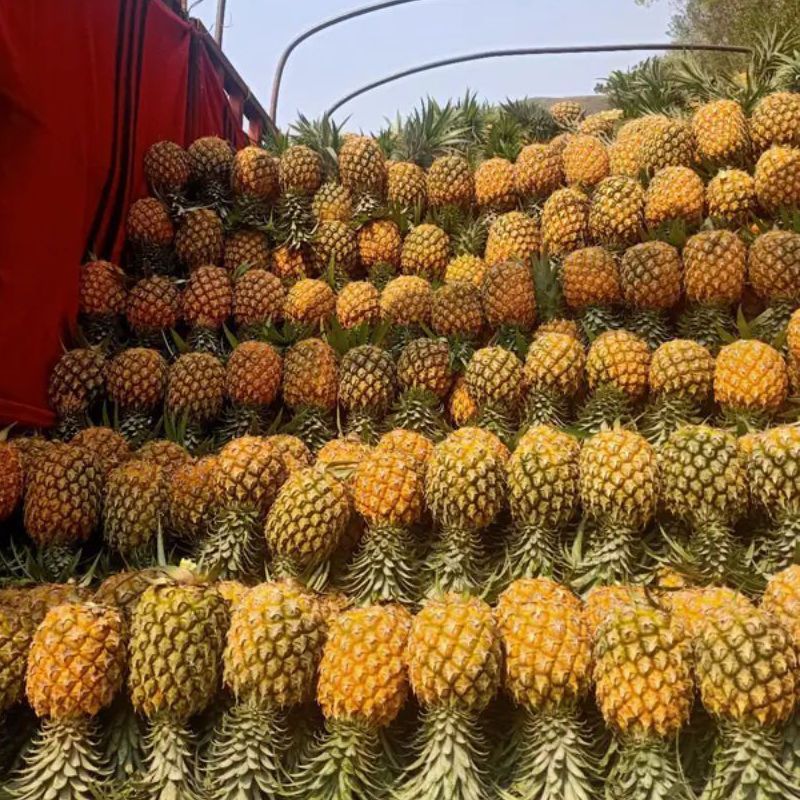 精品菠萝金钻凤梨大量上市，价格优惠，品质保证，欢迎来电