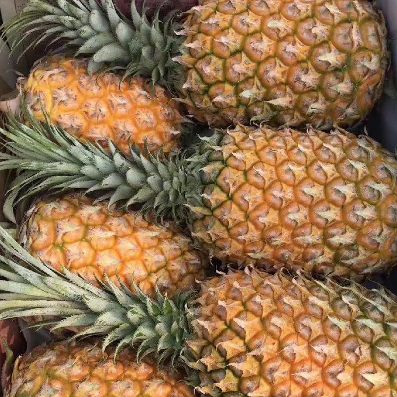精品菠萝金钻凤梨大量上市，价格优惠，品质保证，欢迎来电