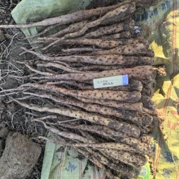 铁棍山药豆苗