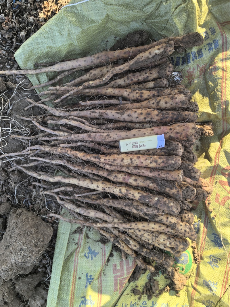 铁棍山药豆苗