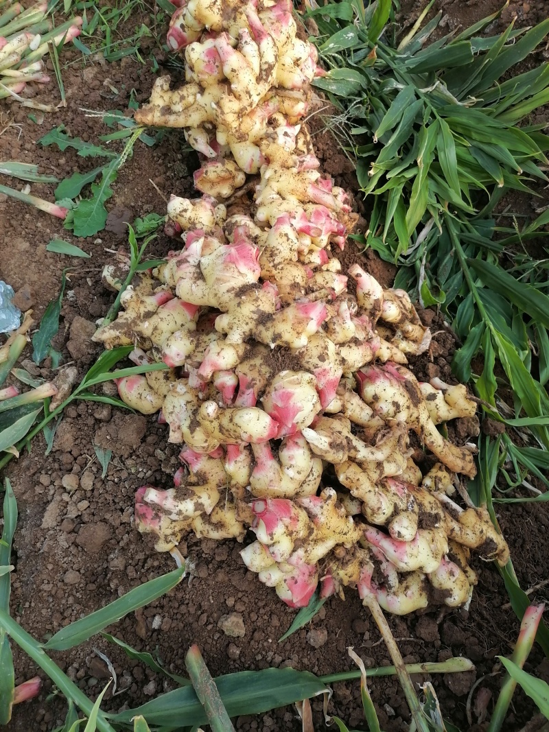 精品生姜质量保证货源充足对接全国产地发货欢迎咨询