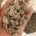 密蒙花，新货颜色好无硫，关书药材品质保证量大从优