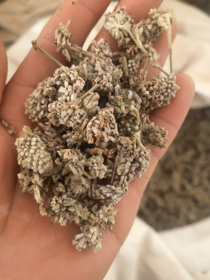 密蒙花，新货颜色好无硫，关书药材品质保证量大从优