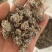 密蒙花，新货颜色好无硫，关书药材品质保证量大从优