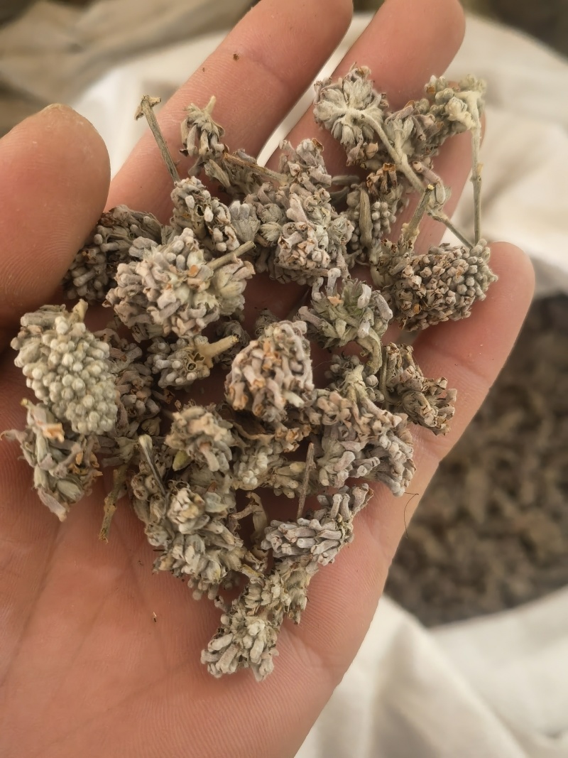 密蒙花，新货颜色好无硫，关书药材品质保证量大从优