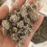密蒙花，新货颜色好无硫，关书药材品质保证量大从优