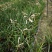 垂筒花高度15到25厘米种植基地自产自销