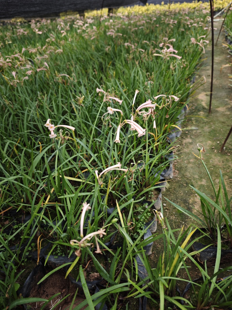 垂筒花高度15到25厘米种植基地自产自销