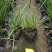 垂筒花高度15到25厘米种植基地自产自销