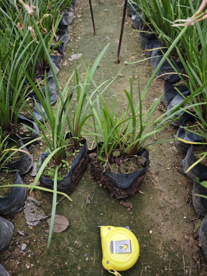 垂筒花高度15到25厘米种植基地自产自销