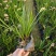 垂筒花高度15到25厘米种植基地自产自销