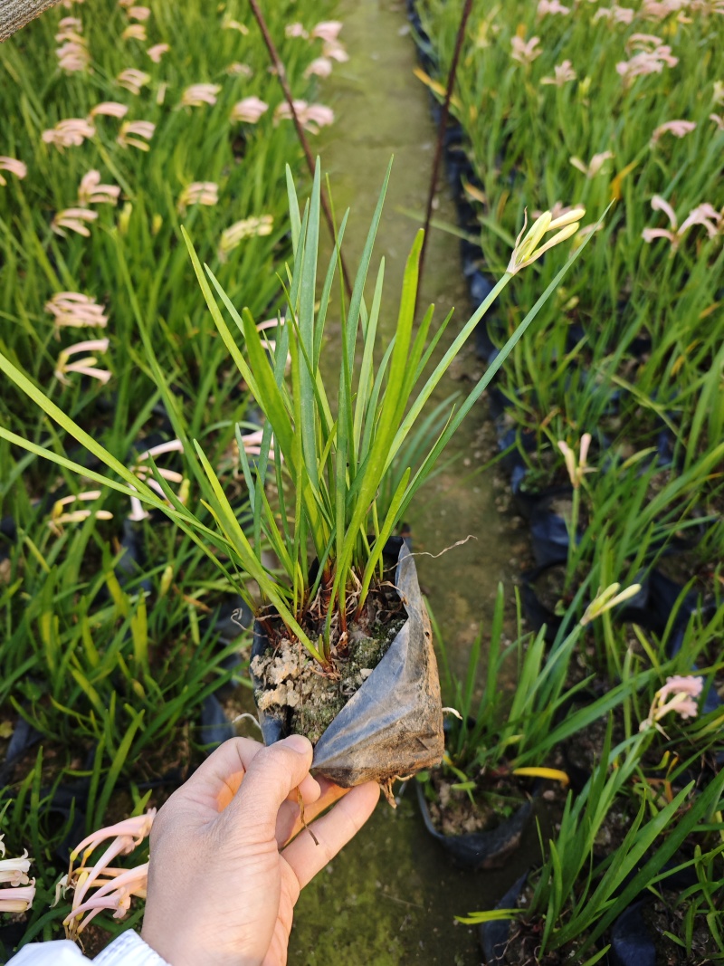 垂筒花高度15到25厘米种植基地自产自销