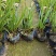 垂筒花高度15到25厘米种植基地自产自销