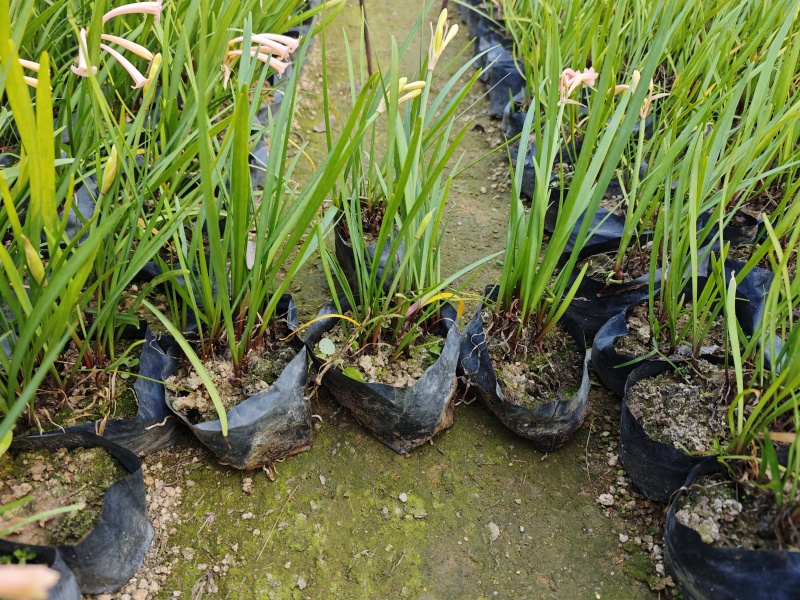 垂筒花高度15到25厘米种植基地自产自销