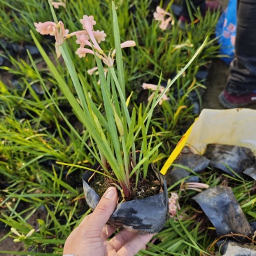 垂筒花高度15到25厘米种植基地自产自销