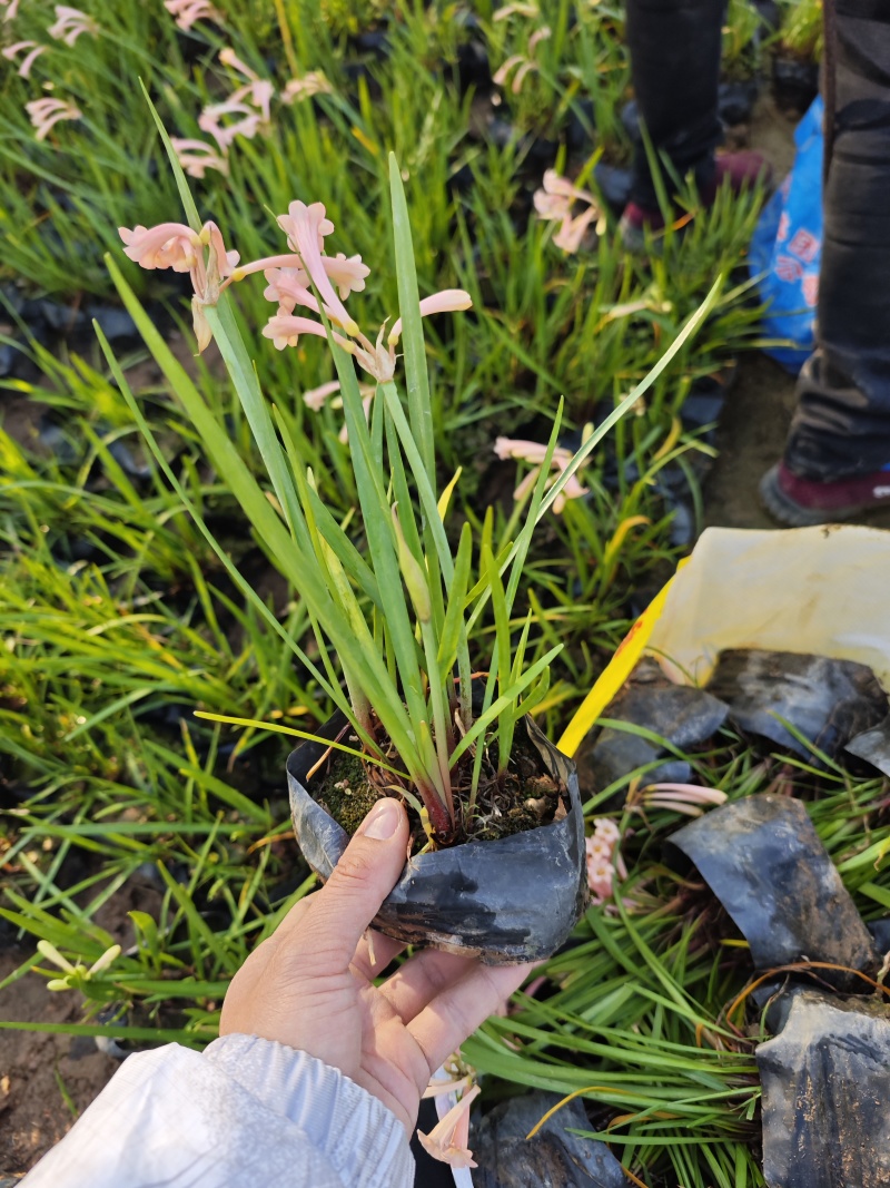 垂筒花高度15到25厘米种植基地自产自销